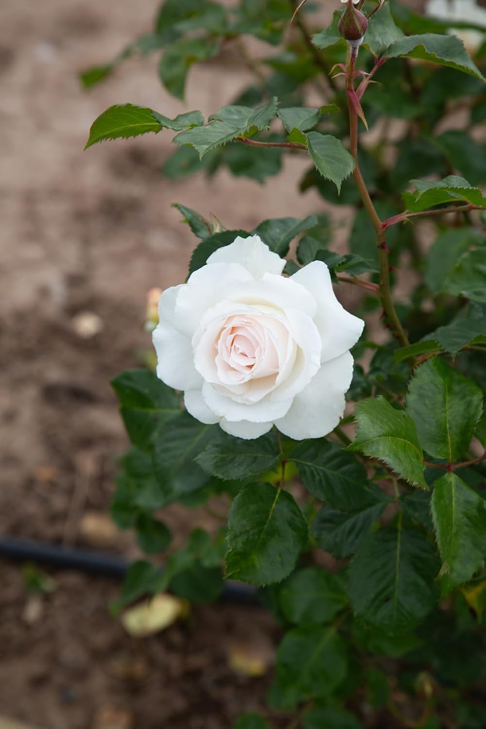 Heirloom Floribunda Roses, Live Own Root Plant for Outdoor Garden, Cream Abundance™, Moderately FragrantHardiness Zones: 5-10, Continual Blooming