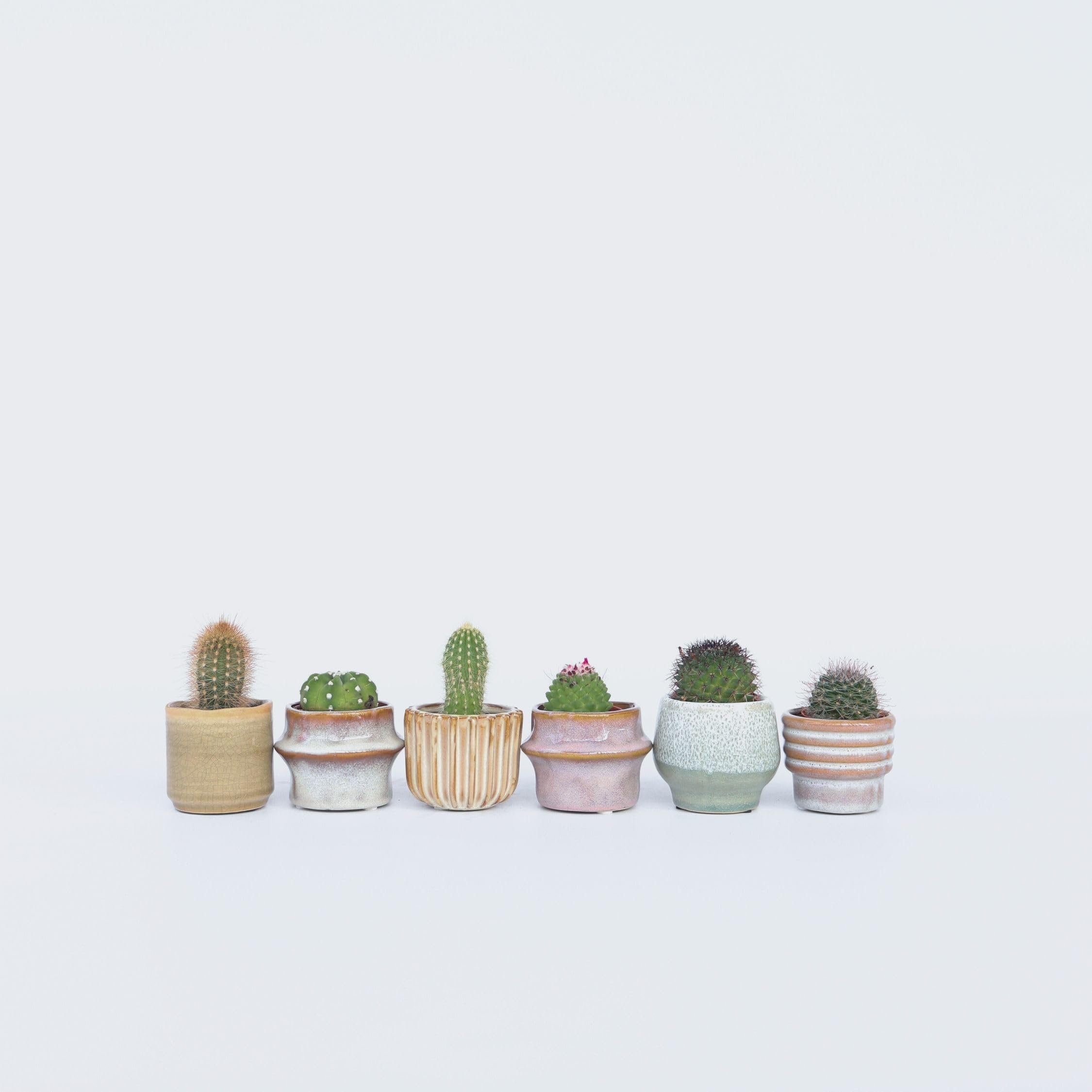 Plant in a Box - Mini Kakteen - 6er Mix - Kaktus - Topf 5,5cm - Höhe 5-10cm
