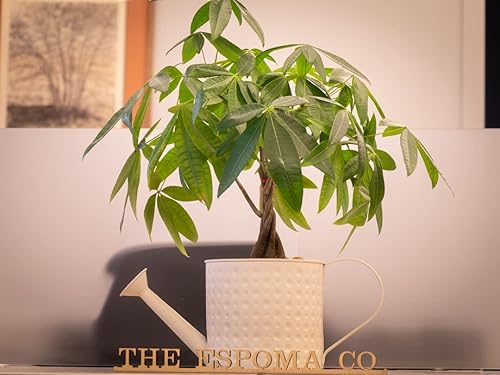 Miniatura 7 de Espoma Alimento orgánico concentrado para plantas de interior de 8 onzas, fertilizante para plantas de interior para plantas grandes y pequeñas como