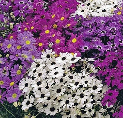 SeeKay Brachycome iberidifolia Mixed - appx 7000 Seed - Annuals & Biennials