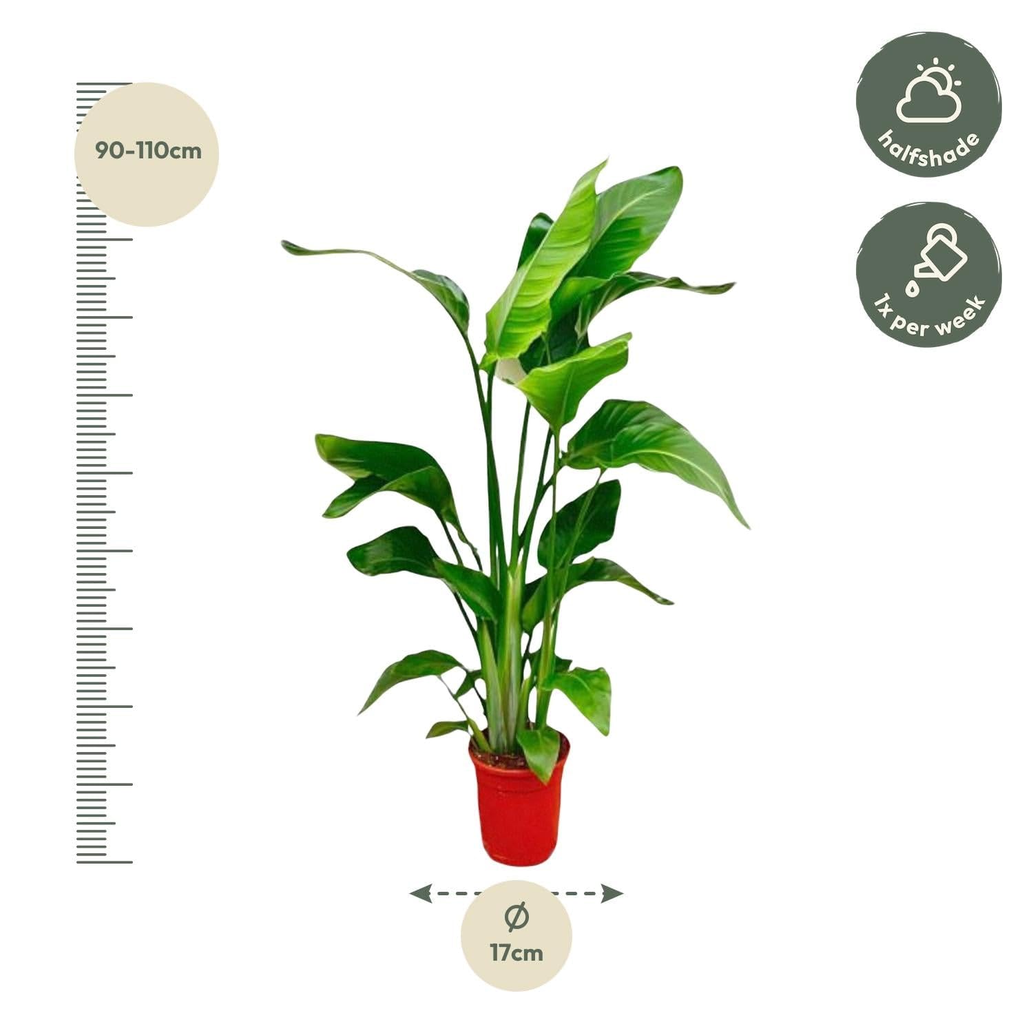 Strelitzia nicolai – dwa łatwe w pielęgnacji kwiaty rajskiego ptaka – 17 cm – wysokość 70-90 cm – tropikalne rośliny zielone do wnętrz – bujne rośliny pokojowe