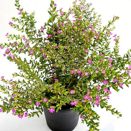 Charming Gronhus Live Pink Cuphea Hyssopifolia Lavender Flower Plant For Home Garden Plant Mini Flower Plant With Black Plastic Pot (B0CQV15HYV) Amazon Price History, Amazon Price Tracker