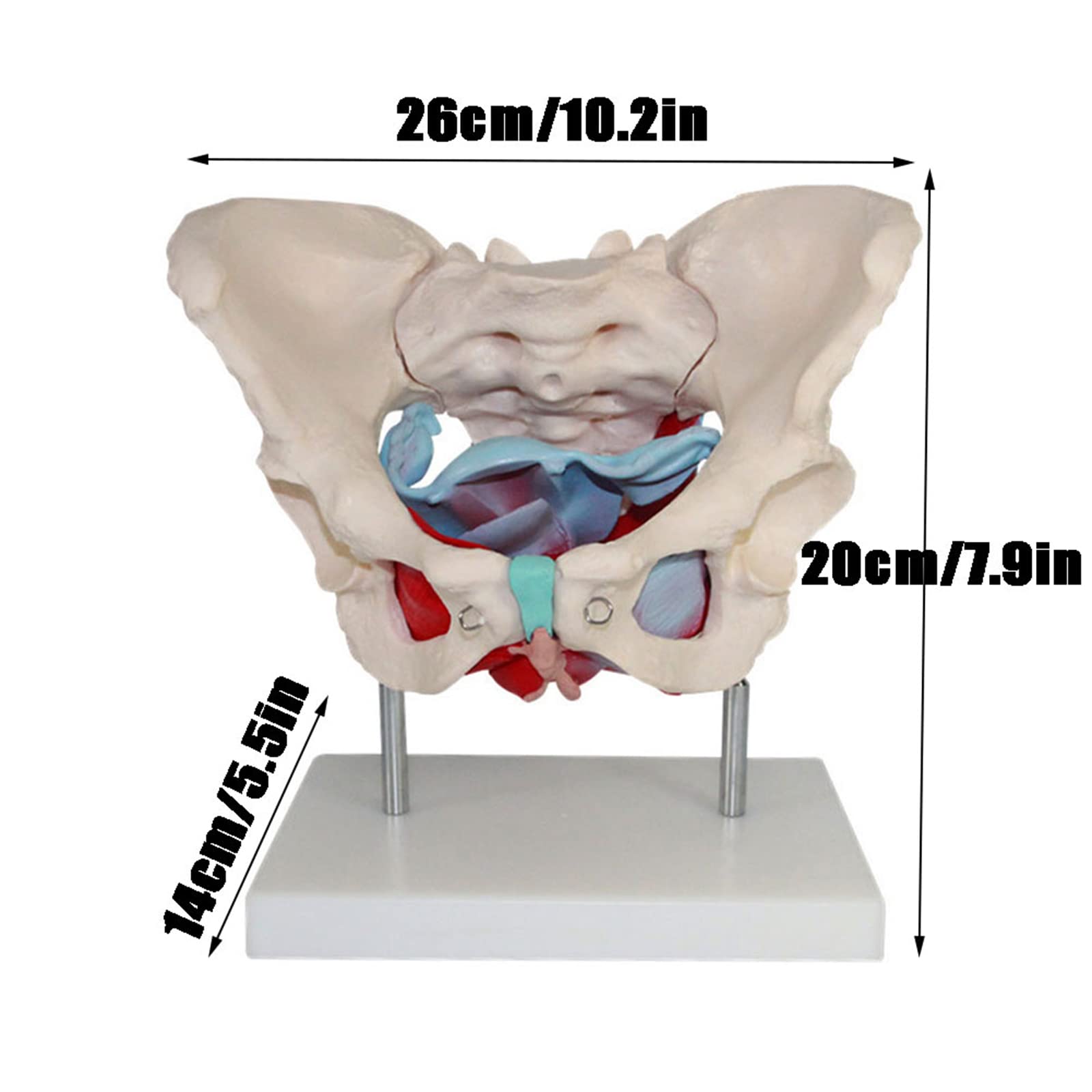 Medyczny Anatomiczny Model Miednicy Żeńskiej, Naturalnej Wielkości Model Anatomiczny Mięśni Dna Miednicy Żeńskiej, Materiał PVC Z Wyjmowanymi Częściami, Magnetyczne Mocowanie