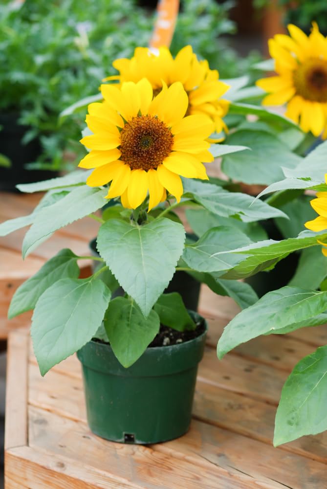 Sunflower Plants, 3 x Full Plants in 9cm Pots, Patio Sunflowers, Garden Flowers, Sunflower, Nutritious Seeds, Garden Ready, Premium Quality Flowers