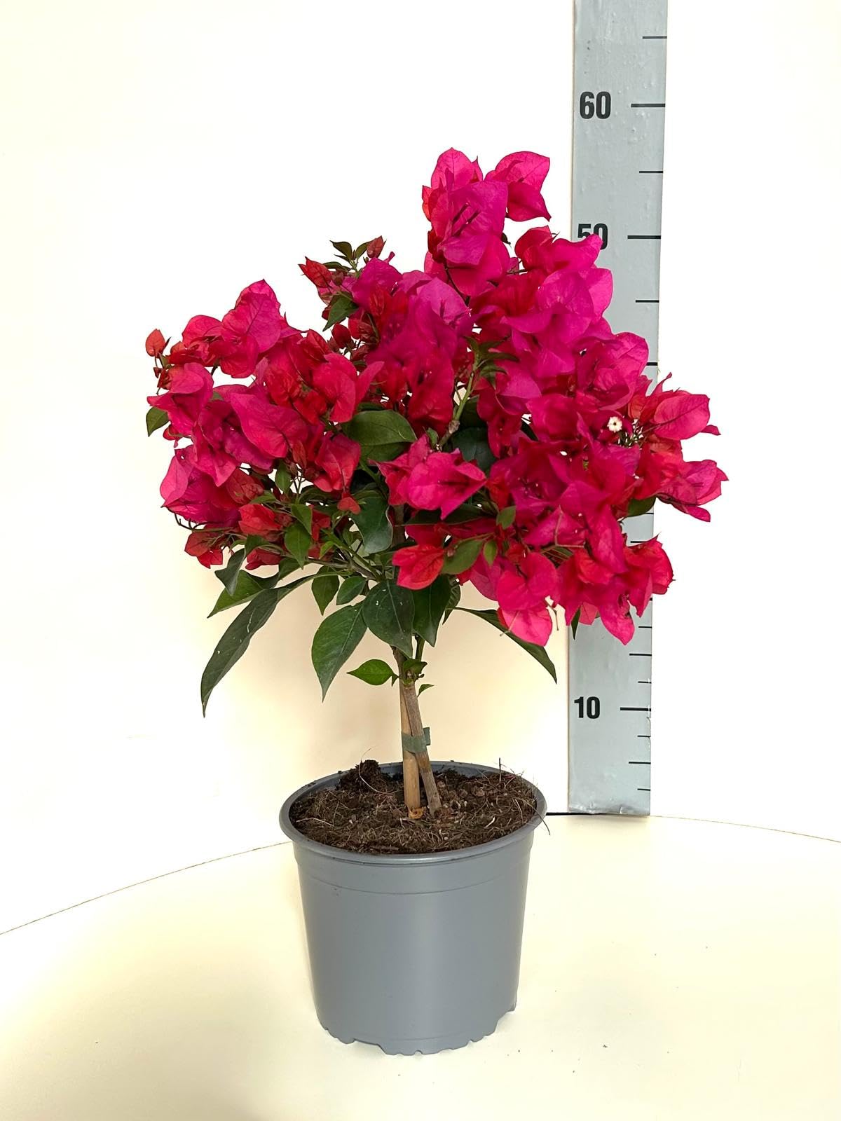 Bouganville in vaso – pianta vera rampicante in vaso 17 - Bouganvillea Alta circa 55 cm - Pianta da esterno - Pianta da interno - Fucsia/Rosa