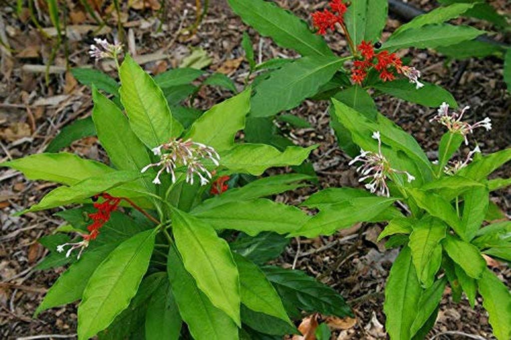 See full amazon price history chart for Creative Farmer Live Plant Herbal Sarpagandha (Rauvolfia Serpentina) Medicinal (1 Healthy Live Herb/Medicinal/Ornamental Plant) Creative Farmer Live Plant Herbal Sarpagandha (Rauvolfia Serpentina) Medicinal (1 Healthy Live Herb/Medicinal/Ornamental Plant) (B08Q8KD4MV) Amazon Price History, Amazon Price Tracker
