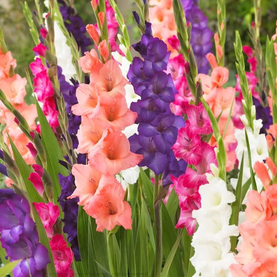 Imported Big Size Gladiolus Multicolour Flower Bulbs – Pack of 5 Bulbs By Udanta Seeds (B0B1C9QTQ7) Amazon Price History, Amazon Price Tracker