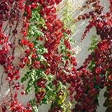 Incluye tarifas aduaneras. Portal Cool Paquete de semillas: Parthenocissus Quinquefolia Virginia enredadera Seeds (Es 51)