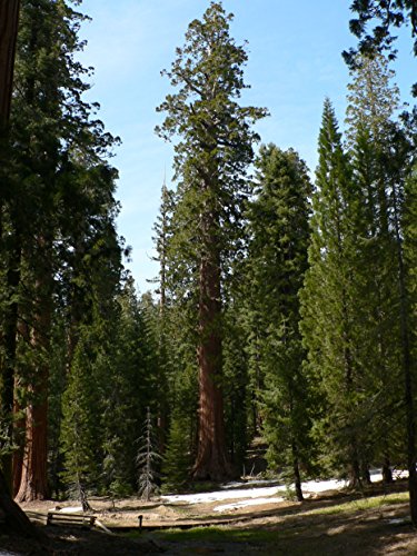 Asklepios-seeds® 1000 semillas de sequoiadendron giganteum, Secuoya gigante, Secoya, Velintonia