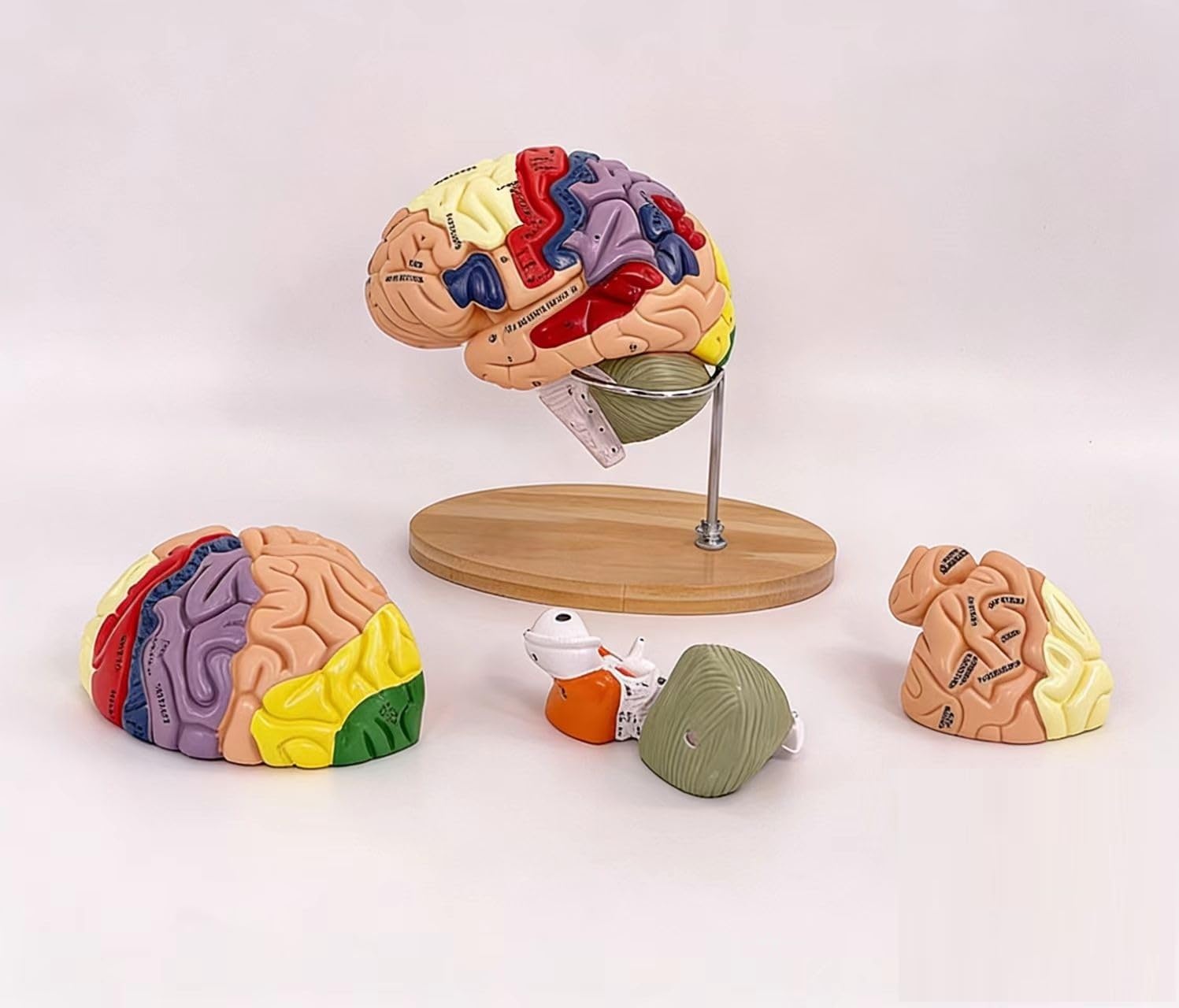 Realistyczny model ludzkiego mózgu - 4-częściowy magnetyczny, odłączany model anatomii z 131 częściami z etykietami do nauki neuronauki - zawiera instrukcję w języku angielskim