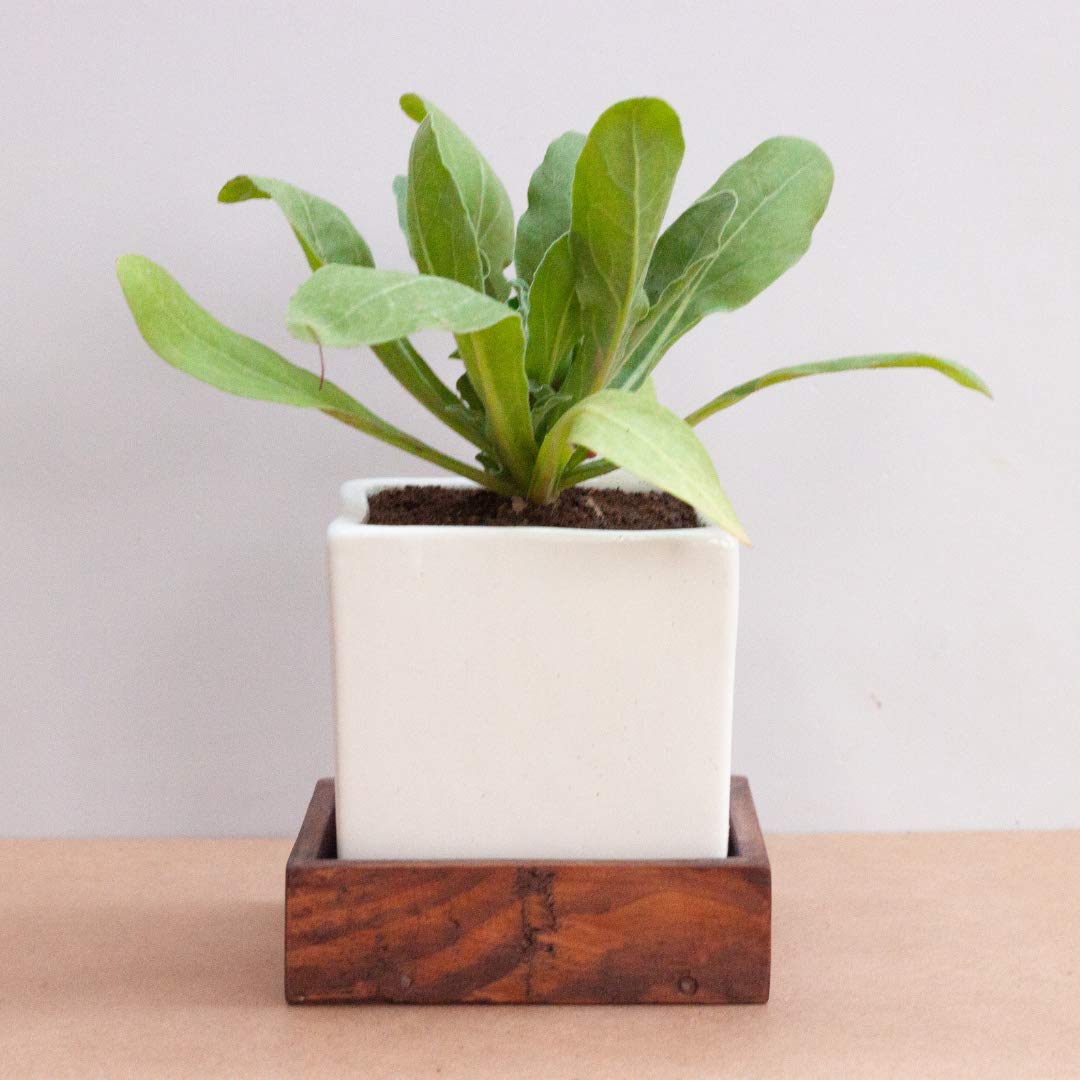 Soulspiti Home White Ceramic Planter with Wooden Tray base for Living room, Tabletop, Window pane and Bed room, Home Decor, Indoor Planter with Stand, Tray Made with Sheesham Wood - 10L X 10B X 10H CM (B0DH4R3X8C) Amazon Price History, Amazon Price Tracker