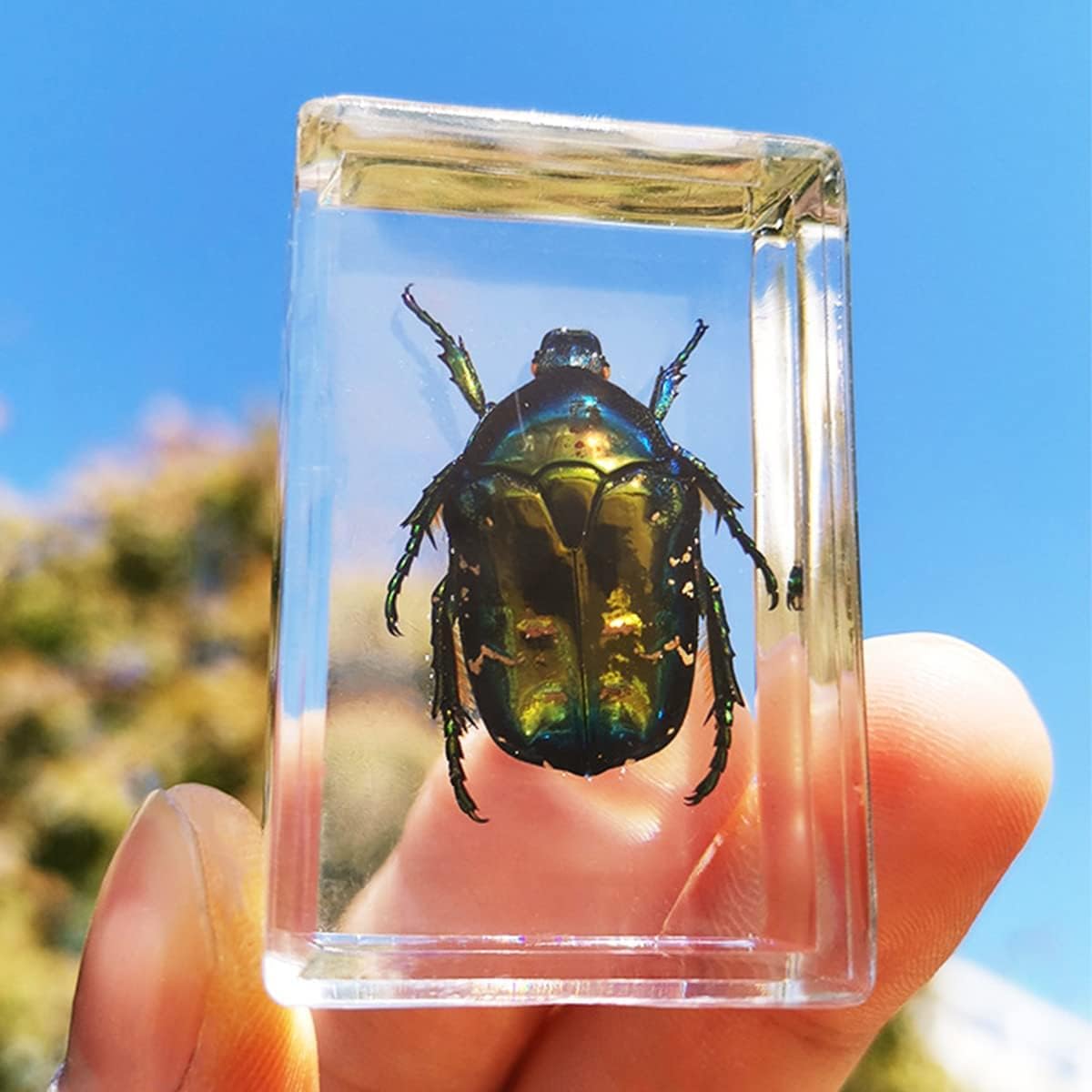 Insect Specimen, 6 Pcs DIY Self-Matching 20+ Options Real Insects Beetles Set, Real Insect Specimen Transparent Resin, Scorpions, Spiders, Table Decoration, for Kids Science Education