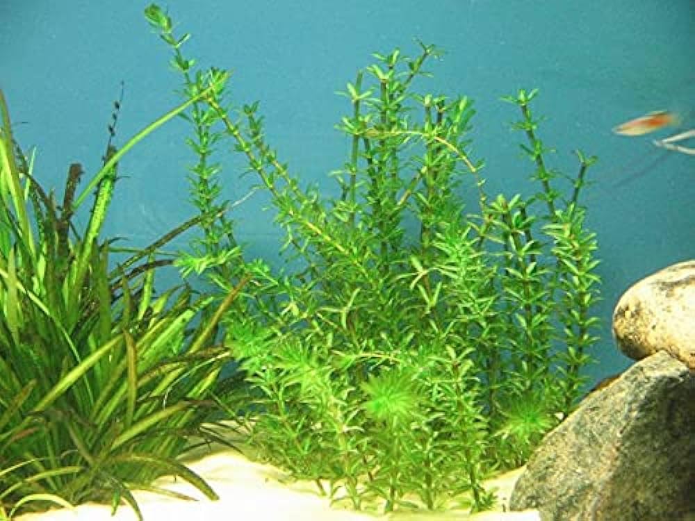Aquarium Live Plants Cabomba (Cabomba carolinia) Stem 9 (B0CRJZFTC5) Amazon Price History, Amazon Price Tracker