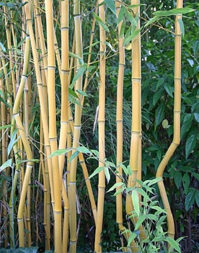 Phyllostachys Aureosulcata 'Lama Temple' Live Bamboo Plant. #TOP3