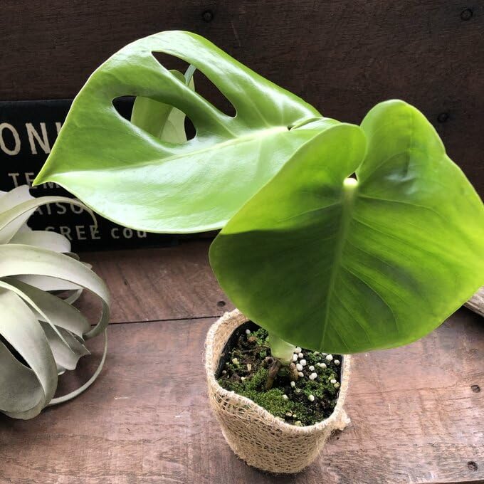 ✴︎モンステラ3種✴︎ Amazon｜モンステラ 希少 3号 立派な観葉植物｜観葉植物 オンライン通販
