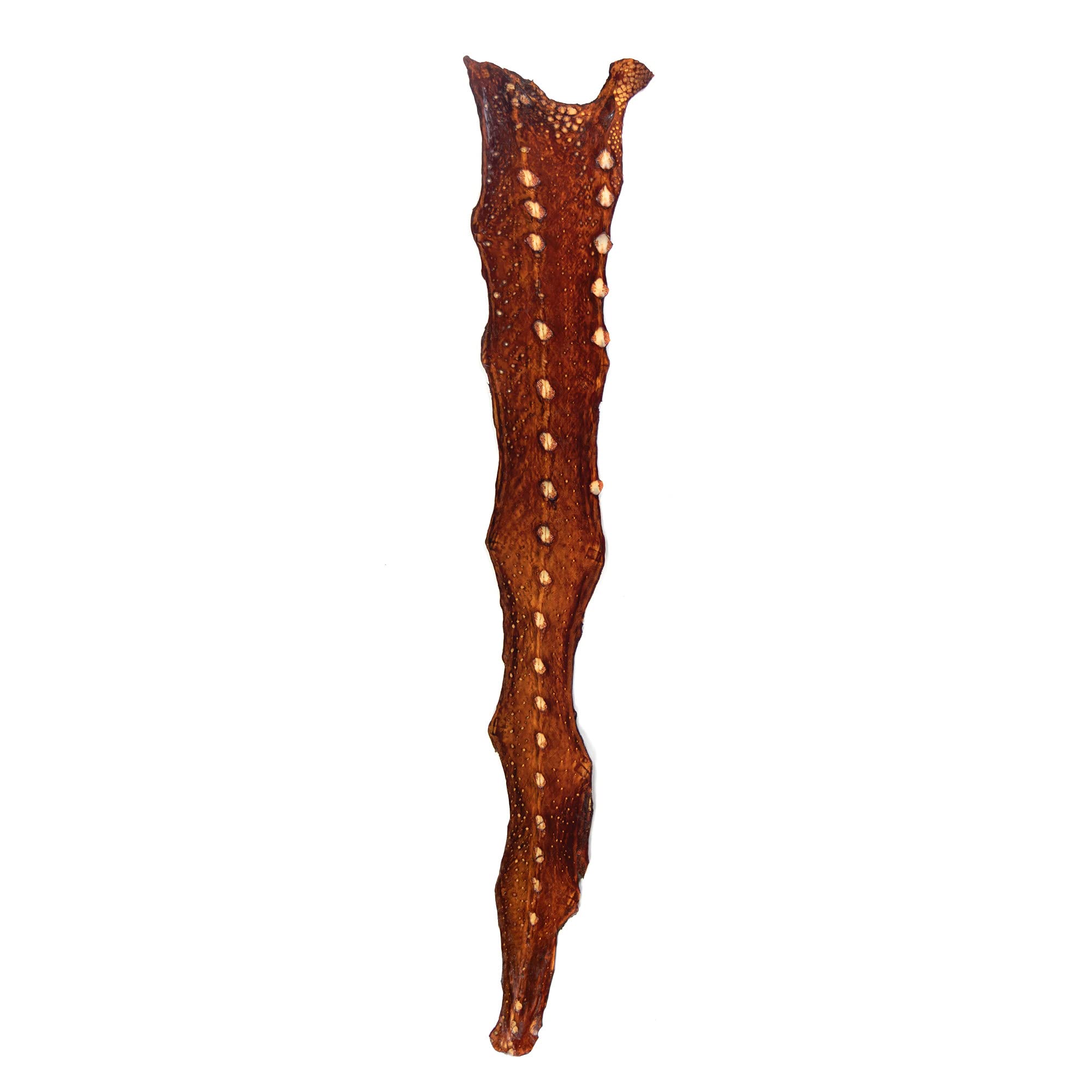 Cuoio esotico Storione Cuoio Pesce Cuoio Medio Durezza Genuina Leath Utensili Cuoio Artigianale Cuoio Cuoio Cuoio per Crafting