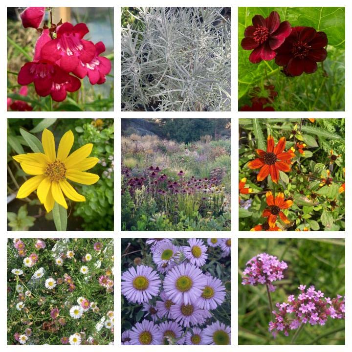 Park Farm Plants 12 x Mixed Varieties Hardy Garden Plug Plant Collection |Garden Starter Pack of herbaceous perennials