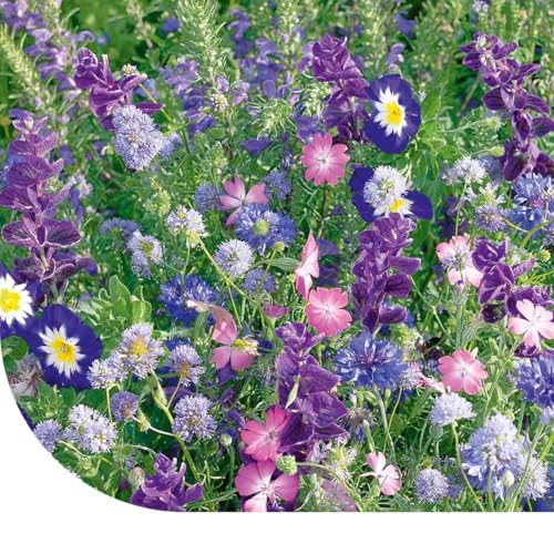 Fleurs d'été et graines de fleurs : mélange de tons bleus - 50 g pour 25 m² - 25 variétés de fleurs différentes - Attractif pour les insectes pollinisateurs