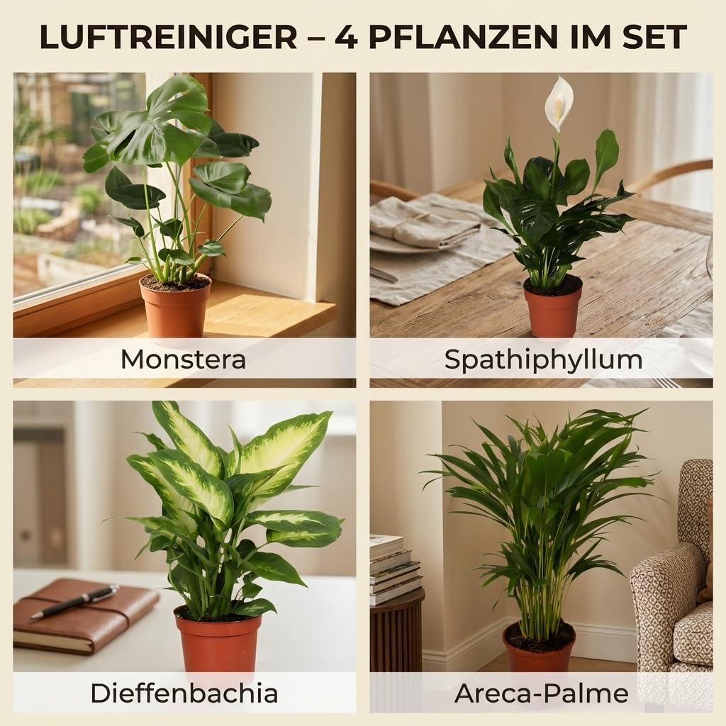 “Luftreiniger” Pflanzenset | 4er-Set | Monstera, Spathiphyllum, Dieffenbachia, Areca-Palme | ca. 40-70 cm | Ø 12-15 cm Topf | Pflegeleichte Zimmerpflanzen für Wohnung und Büro