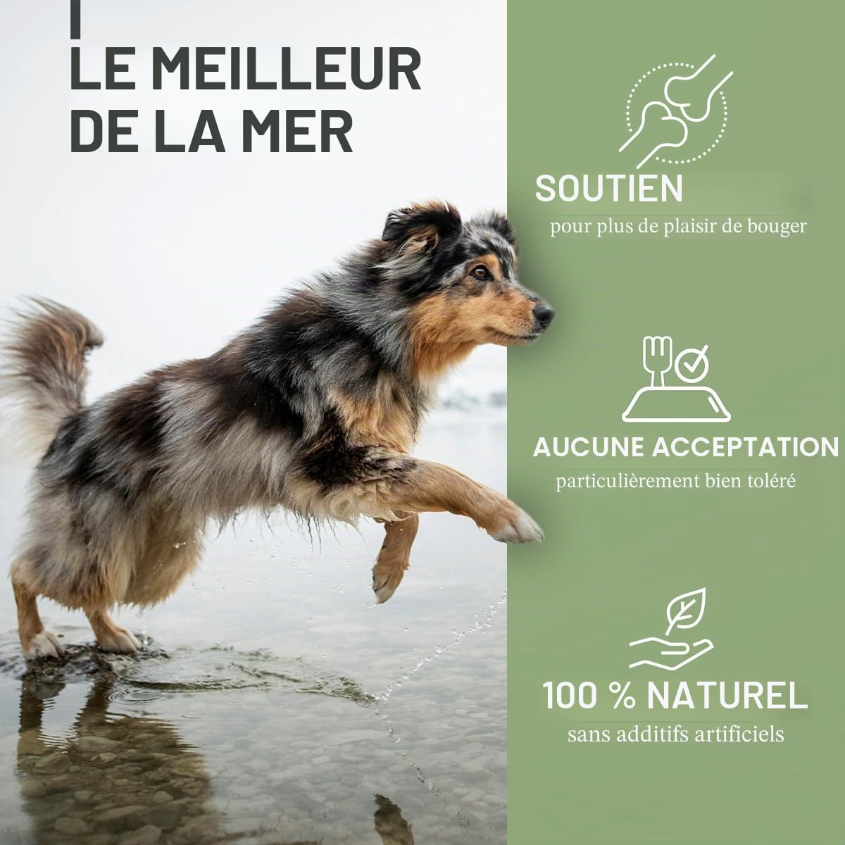 ReaVET Extrait de moule aux vertes orles en poudre 1 kg pour chiens et chevaux - Poudre de moule verte pour chien, hautement dosé après arthrose traitée, arthrite