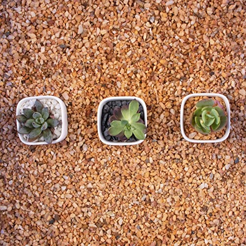 Image of 3lb Cactus Pea Gravel Rocks,1 /5 Inch Pebbles for Indoor Plants, Natural Succulent Rock and River Rocks Decorative for Aquariums, Vases, Terrarium, Outdoor Gardening, Top Dressing for Potted Plants