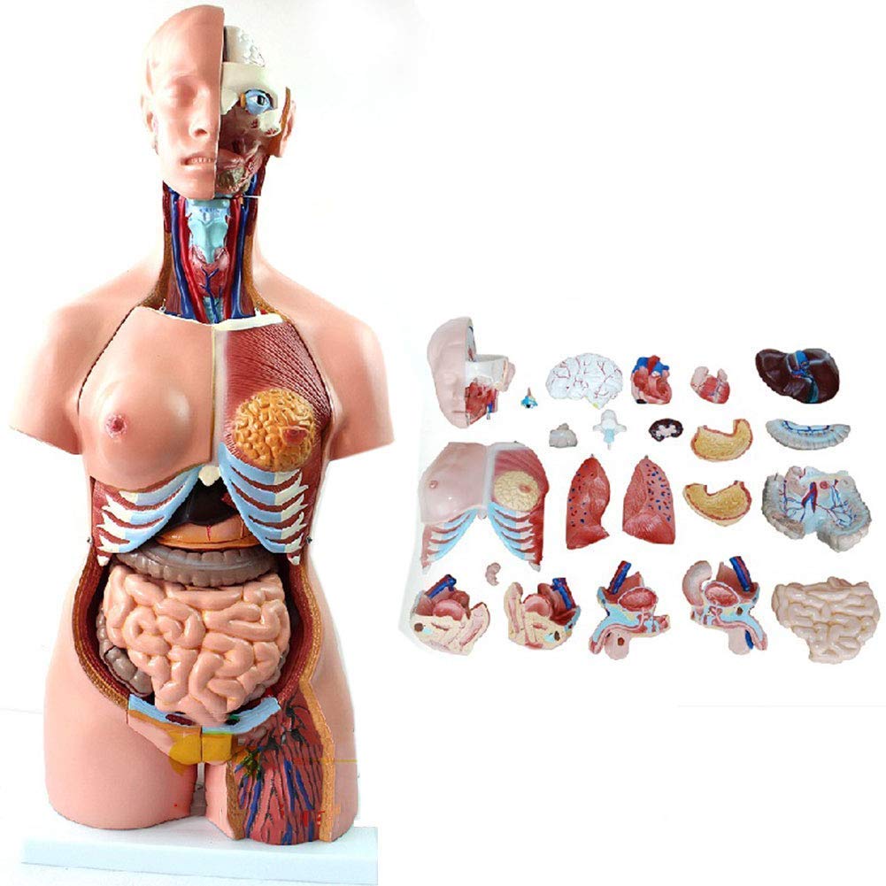 Modèle Anatomique du Torse Humain De 85 Cm, Comprenant 23 Parties Détachables, avec Organes Internes, Idéal pour l'enseignement Scolaire.