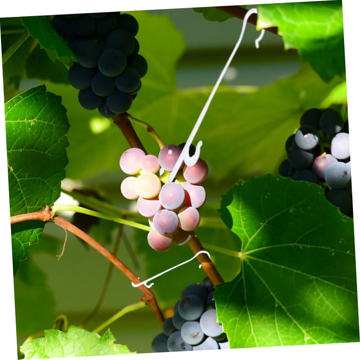 YARNOW 850pcs Plant Trellis Vegetable Vine Hook Fruit Ear Hook Plant Support Tomato Cages Supplies