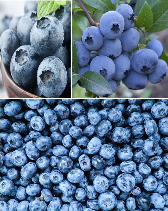 Blueberry 100+ Fresh Seeds Heavy Cropper Fully Hardy
