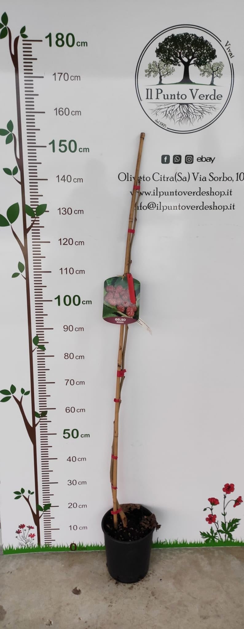 Pianta di Gelso Rosso in Vaso da 20 cm