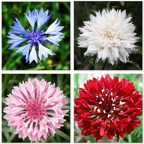 Cornflower Tall Mixed Seeds Blue red Pink White - Colorful and Vibrant Flowers for Your Garden 600 Fine Seeds Wild Flower UK
