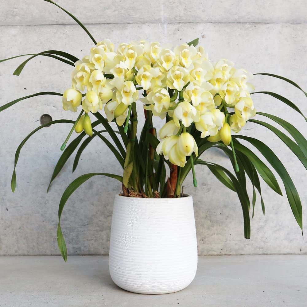 Amazon.co.jp: テーブルシンビジウム