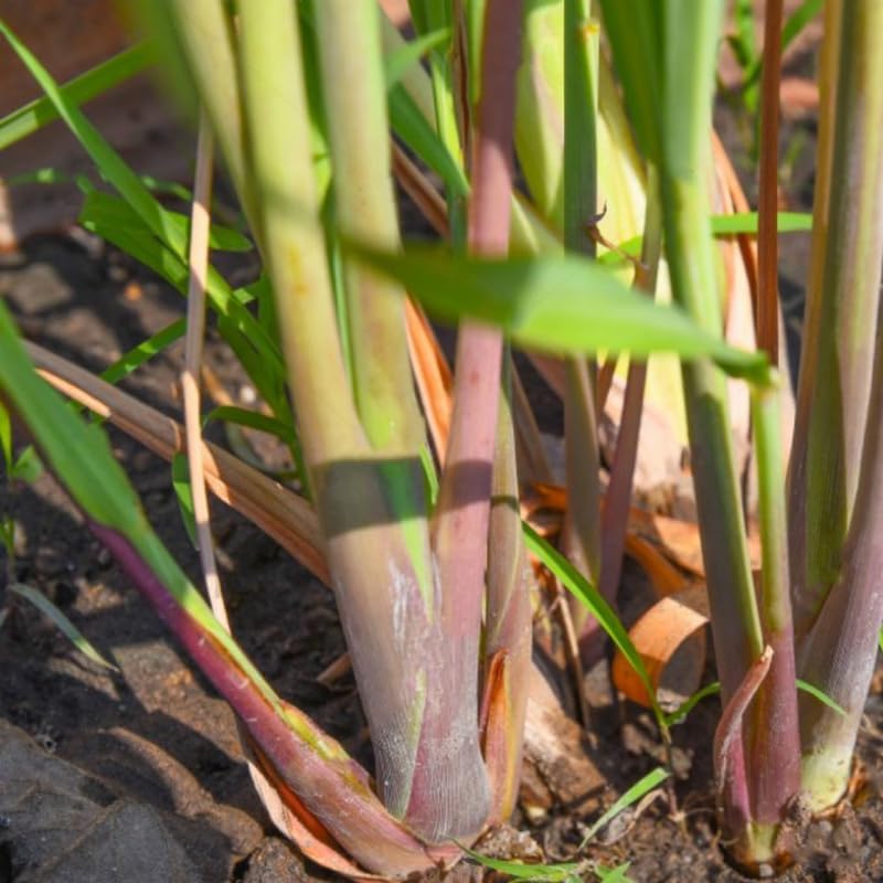 Miniatura 5 de Juego de 5 plantas de limoncillo, planta viva de hierba de limón de 5 a 8 pulgadas, tallos completamente enraizados