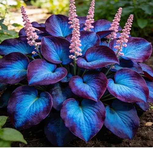 Bulbi di Hosta Increspati - Foglie dalla Texture Setosa con Pagina Inferiore Viola, Tolleranti alla Scarsa Luce per Casa e Giardino-2 PIECE-A
