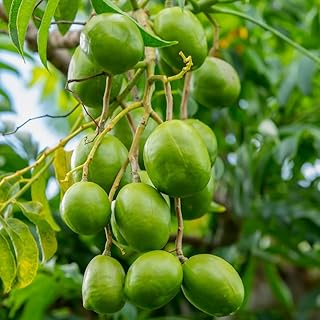 June Plum Tree Live Plant, June Plum Tropical Fruit Tree, 2-3 Feet Tall in 1 Gallon for Planting