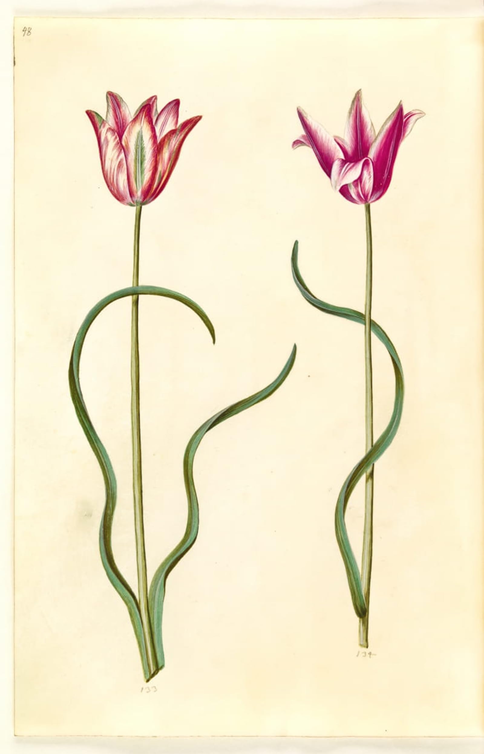 Lienzo decorativo vintage Tulipa clusiana en alta calidad artística de 60x90cm 5