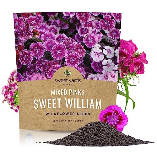 Sweet William Seeds Mixed Pink Colors Extra Large 1oz Packet Over 30 000 Open Pollinated Non-GMO Flower Seeds Dianthus barbatus