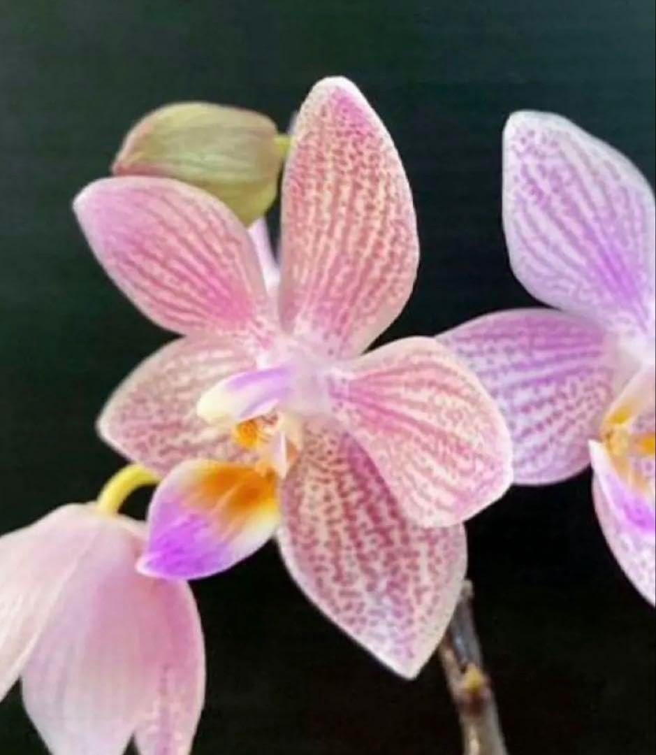 Phalaenopsis hybrid ハイブリッド種 キズ胡蝶蘭A