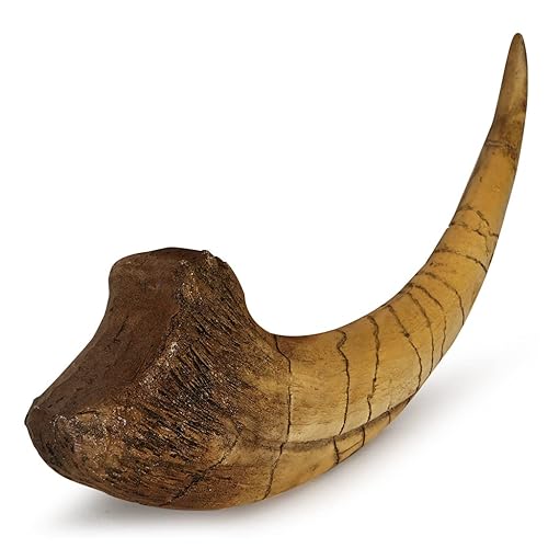 Miniatura 40 de Dientes fosilizados y garras de varios dinosaurios prehistóricos, dientes de tiburón megalodón y réplicas de alta fidelidad