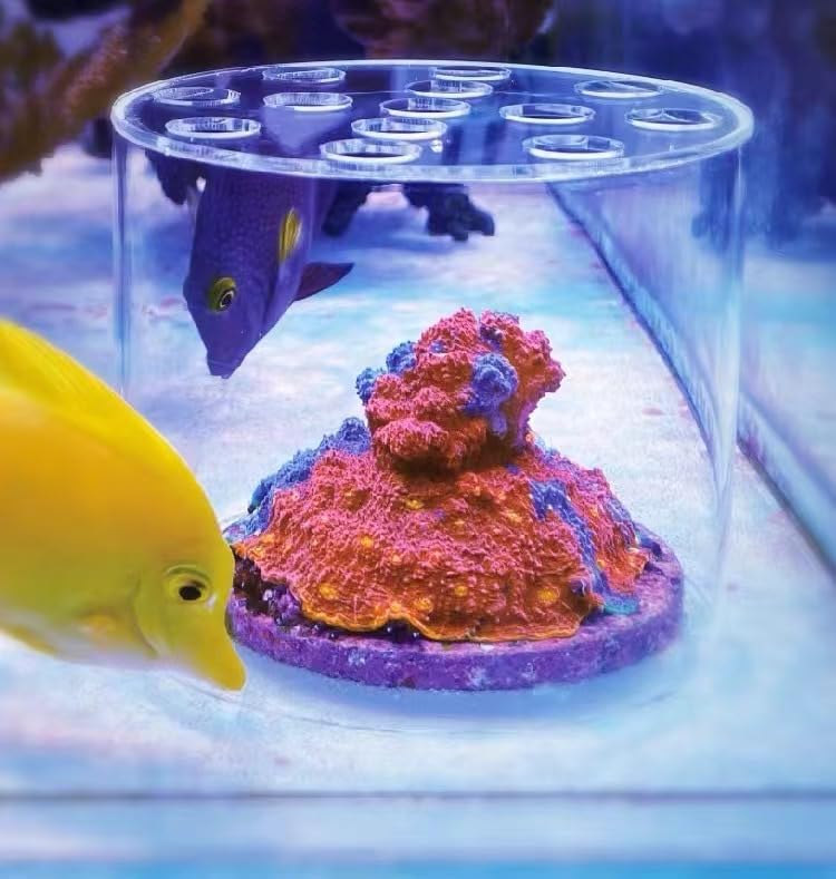 Image of Acrylic Coral Feeder Cover Reef Feeding Breeding Protection Cover Avoid Corals Food Floating Around