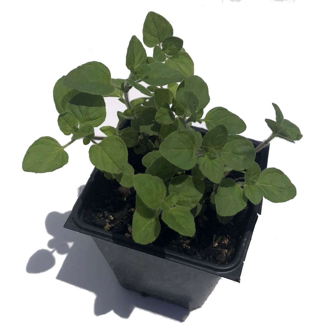 Amazon.com : Organic Oregano, Greek Plant, (Origanum vulgare) 2.5-inch Pot  : Patio, Lawn & Garden