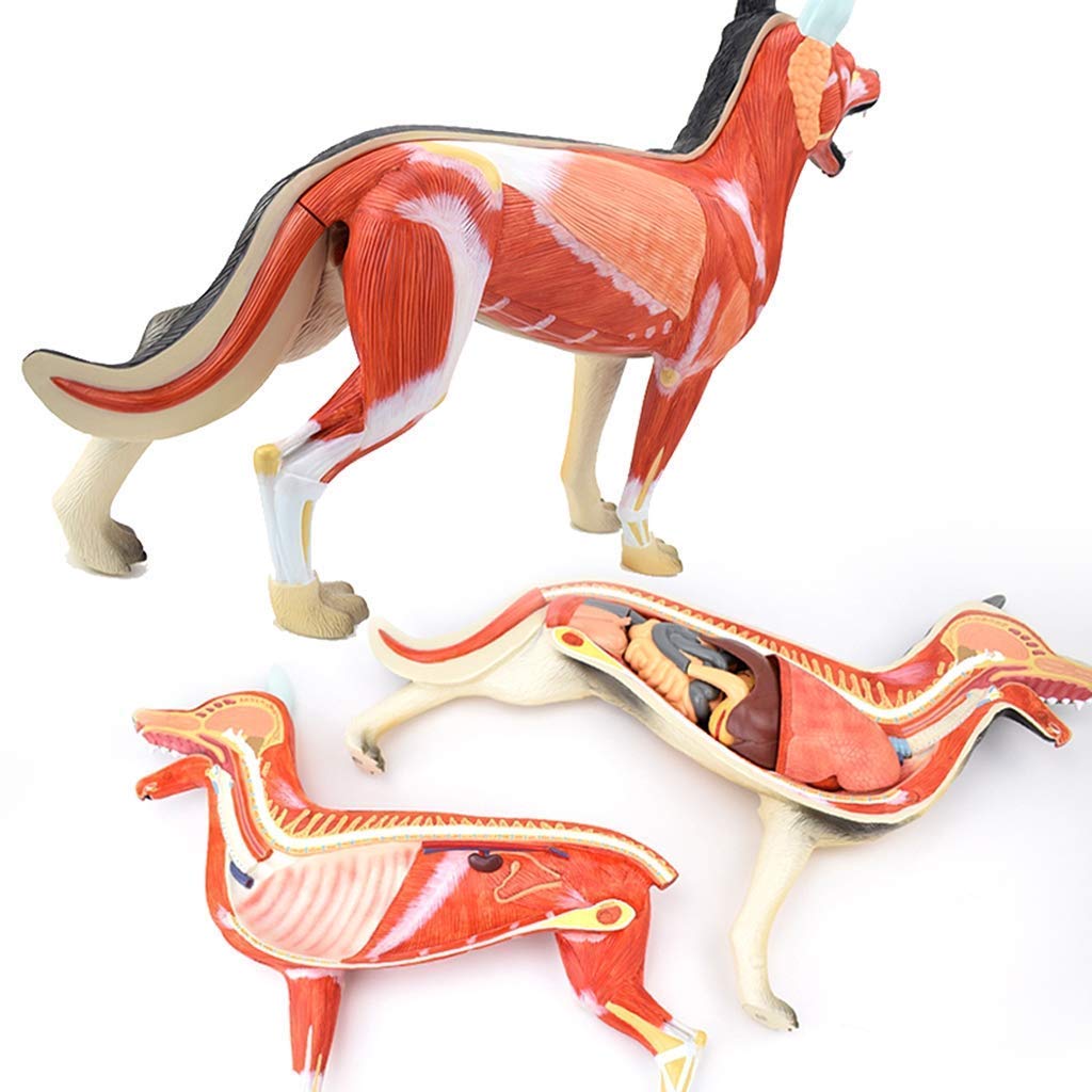 Modelo de Perro - Modelo anatómico de Tejido Muscular y de órganos caninos - para demostración didáctica en Animales o clínica Veterinaria. Material Veterinario Pastoral y Educativo para esc