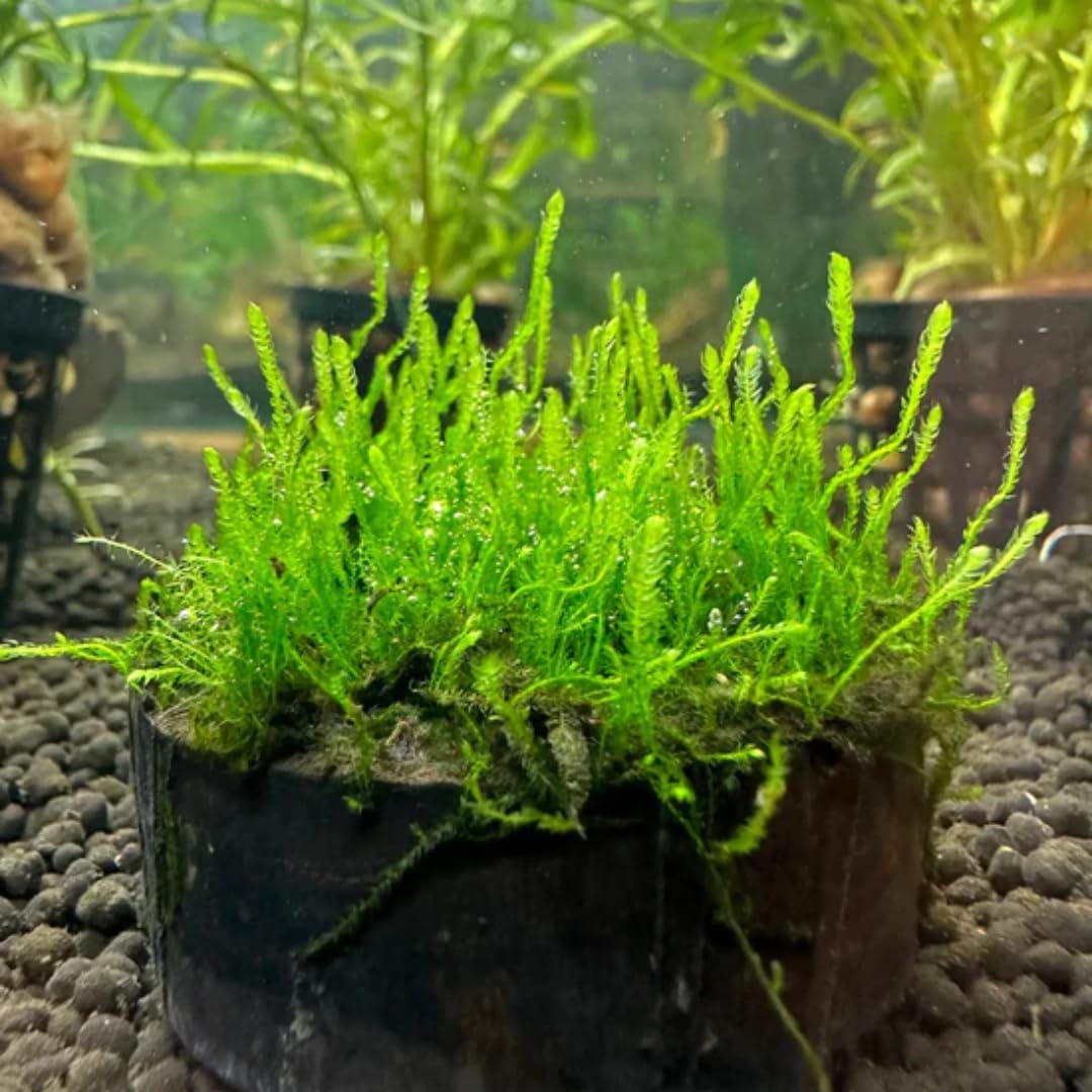 Amazon.com: Java Moss Live Plant for Aquarium, 1 Portion, Live Java ...