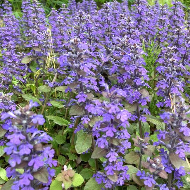 Amazon.co.jp: アジュガ・レプタンス【20Potセット】花苗 グランド