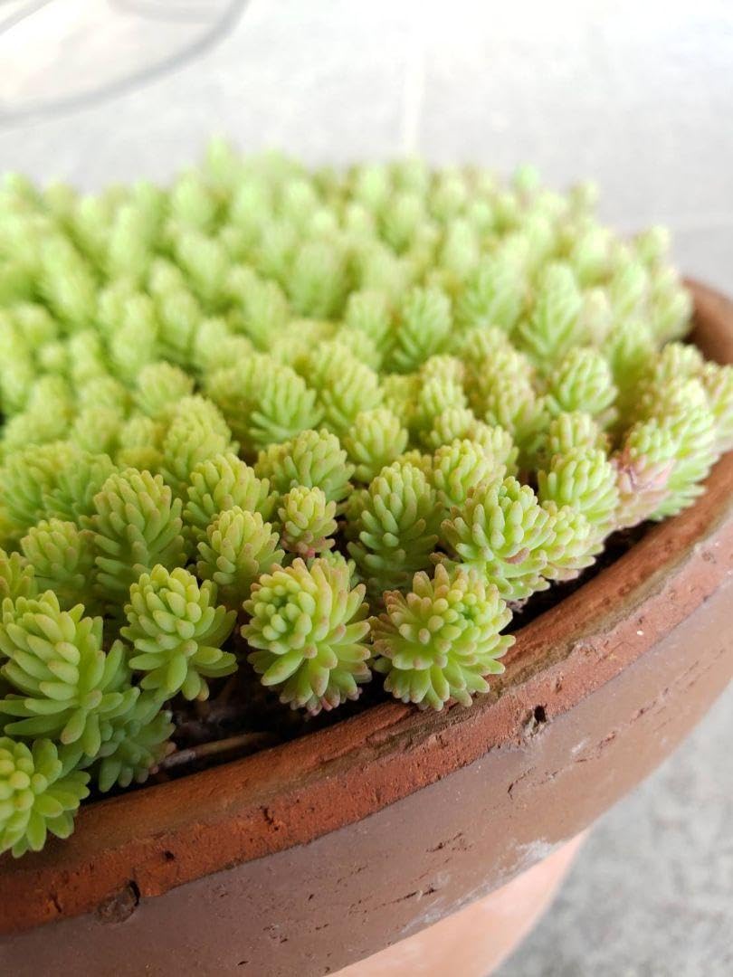 Amazon.co.jp: 多肉植物 セダム パリダム カット苗 : DIY・工具・ガーデン