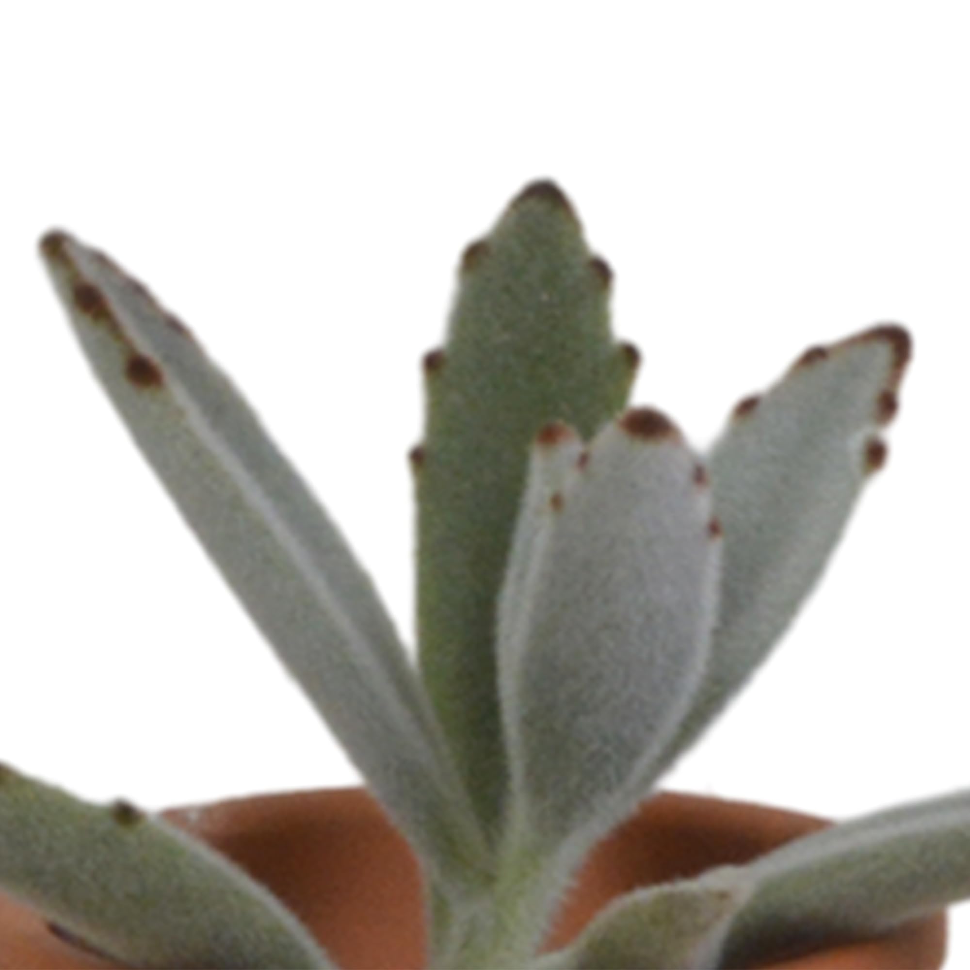 Mezcla de Plantas Suculentas en Maceta de Terracota, Set de 5 Piezas, 5.5 cm