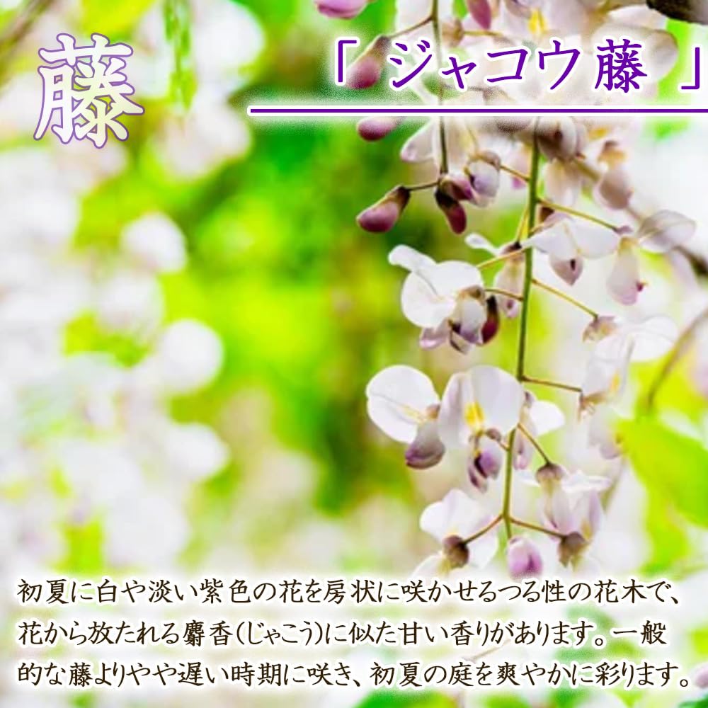 Amazon.co.jp: 選べる 藤 苗 苗木6号鉢 【 ジャコウ藤 】 樹高約50cm