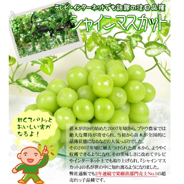 Amazon.co.jp: 果樹苗 ブドウ シャインマスカットPVP接木苗 5株 / 国