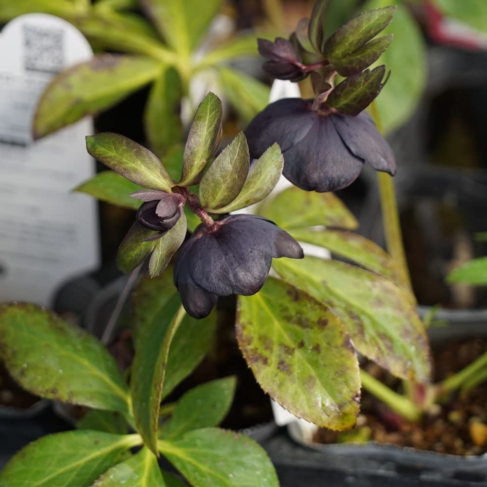 クリスマスローズ ブラック 丸弁　707番 hanahirobaonline_kusa-kuriro-