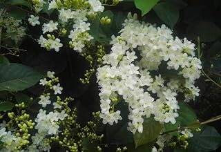 Bridal Bouquet Flowering Creeper-Climbing Plant | Clematis Vine | Clematis Terniflora Exotic Fragrant Paniculata Sweet Aut... Price In India
