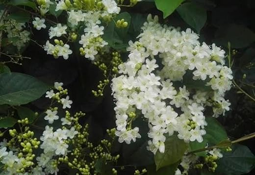 Bridal Bouquet Flowering Creeper-Climbing Plant | Clematis Vine | Clematis Terniflora Exotic Fragrant Paniculata Sweet Aut...